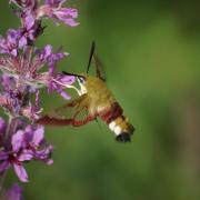 Sphinx Gazé ou Sphinx du Chèvrefeuille ( Hemaris fuciformis )
