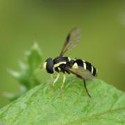 Syrphe Orné ( Xanthogramma pedissequum )