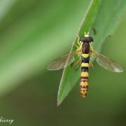Syrphe Porte-Plume ( Sphaerophoria scripta )