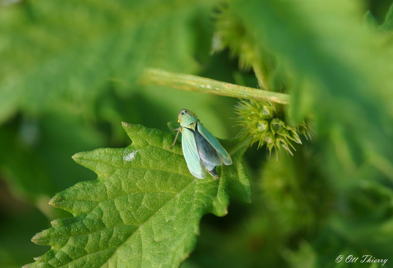 Cicadelle Verte ( Cicadella viridis ou Empoasca vitis )