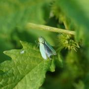 Cicadelle Verte ( Cicadella viridis ou Empoasca vitis )