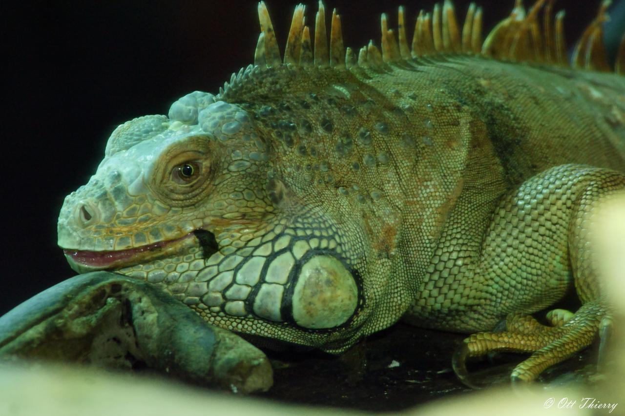 Iguane Vert ( Iguana iguana )