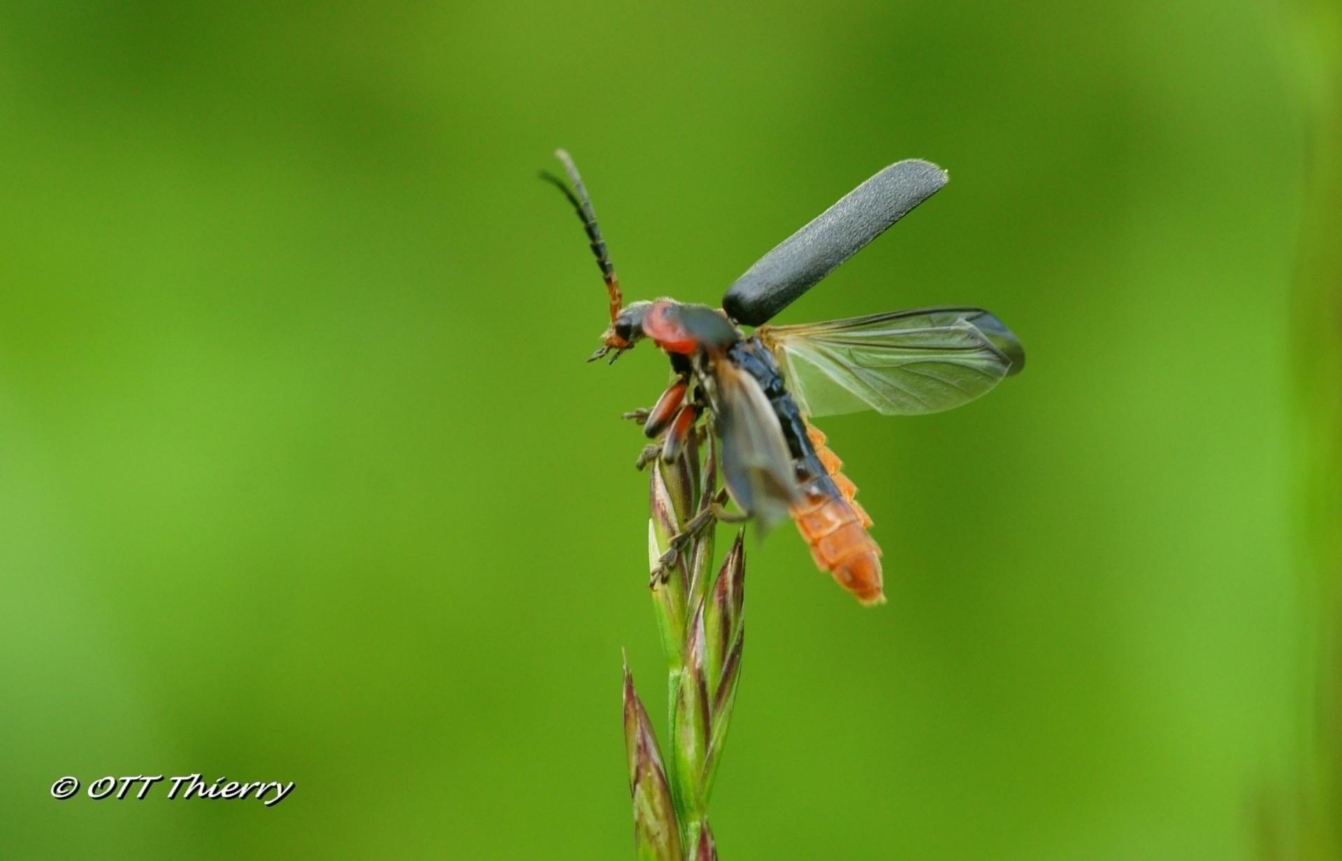 Cantharide Moine  ( Cantharis rustica )