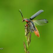 Cantharide Moine  ( Cantharis rustica )