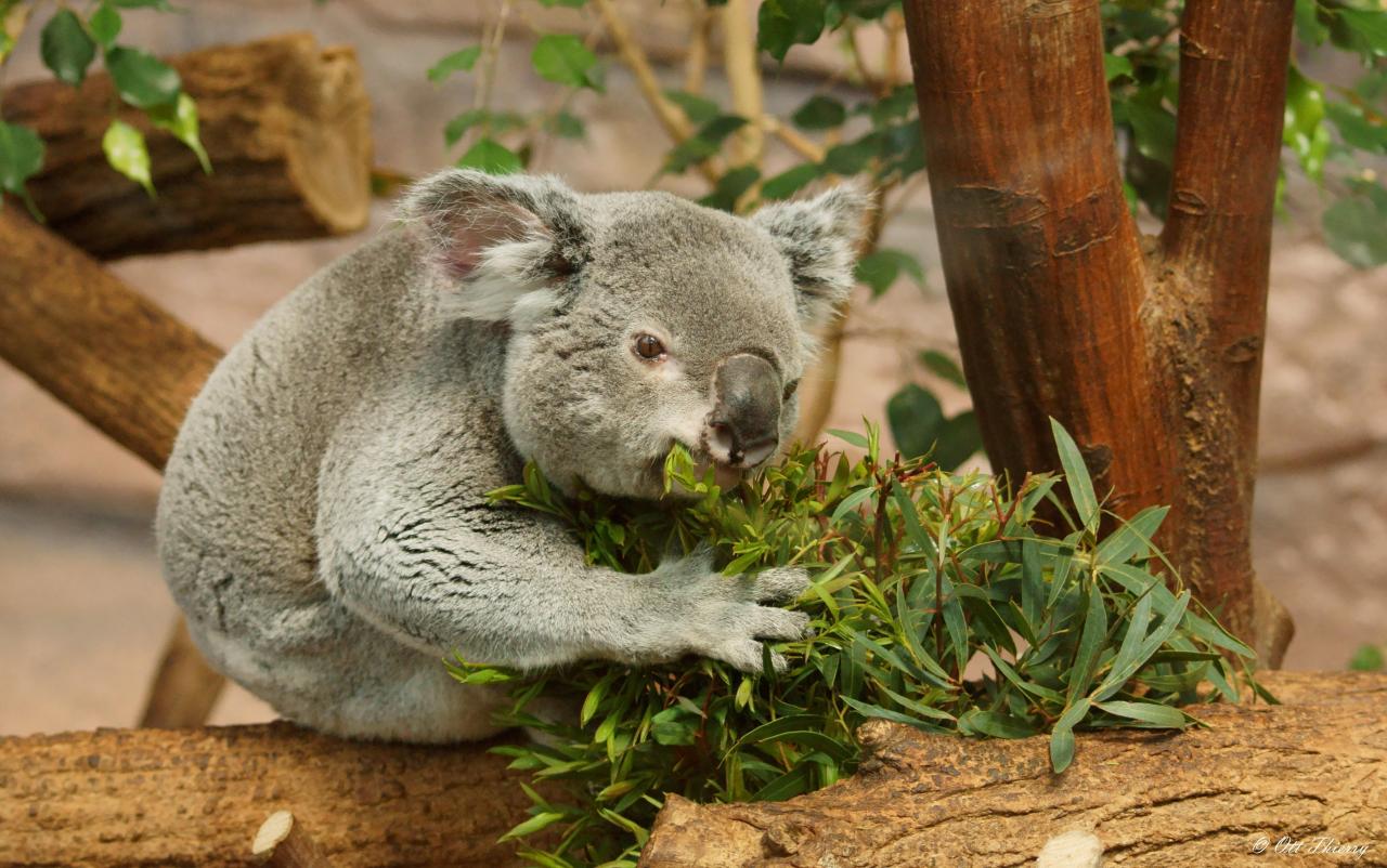 Koala de Queensland  ( Phascolarctos cinereus adustus )