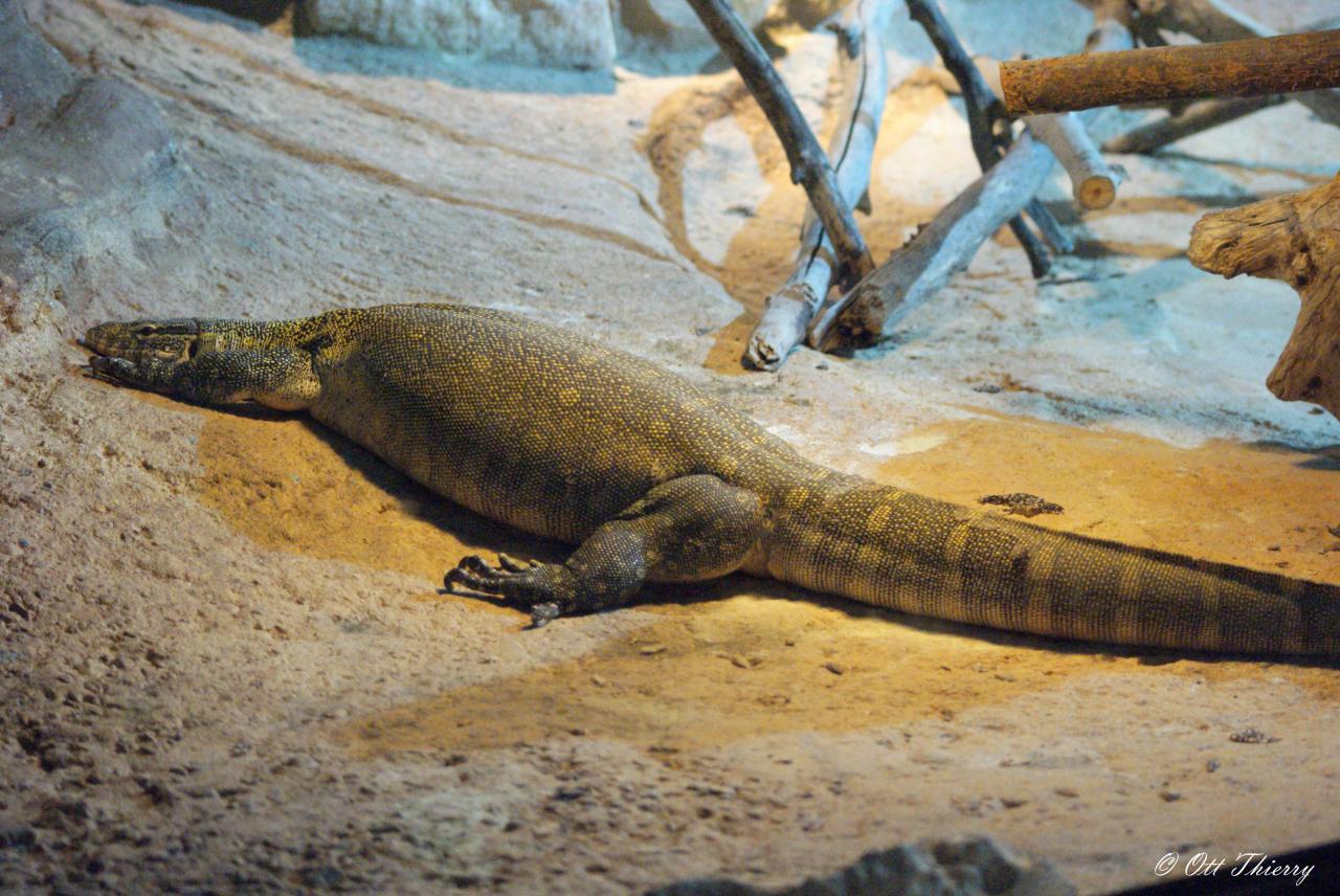 Varan du Nil ( Varanus niloticus )