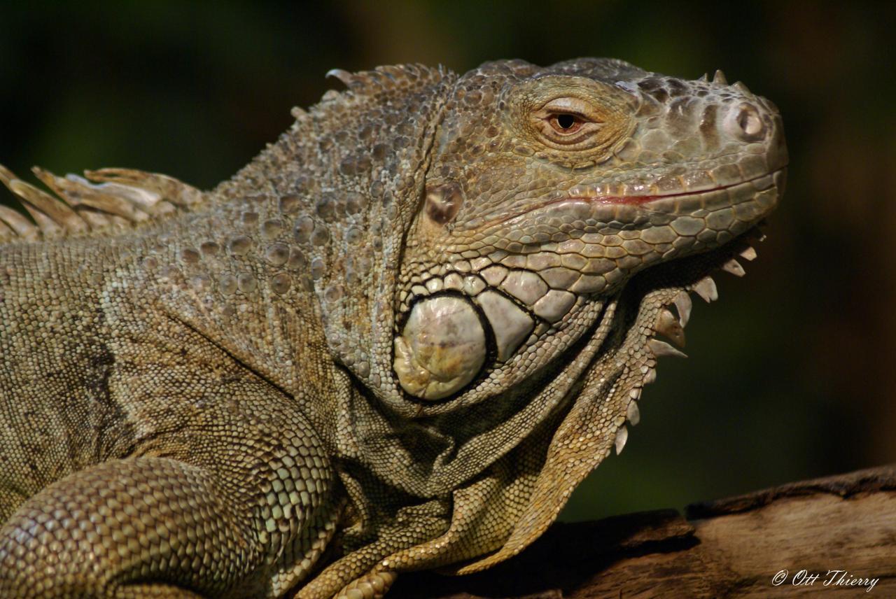 Iguane Vert ( Iguana iguana )