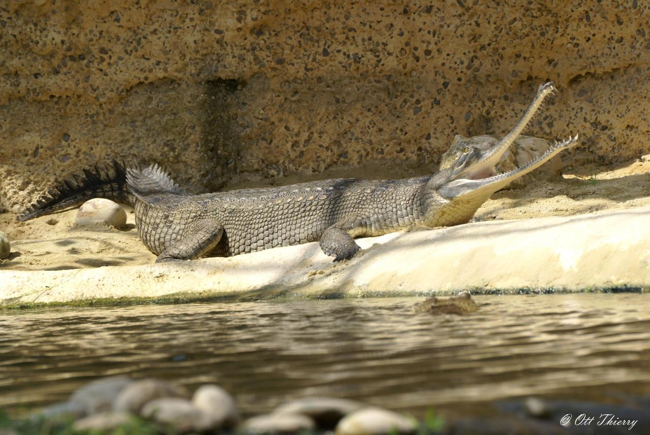 Gavial ( Gavialis gangeticus )