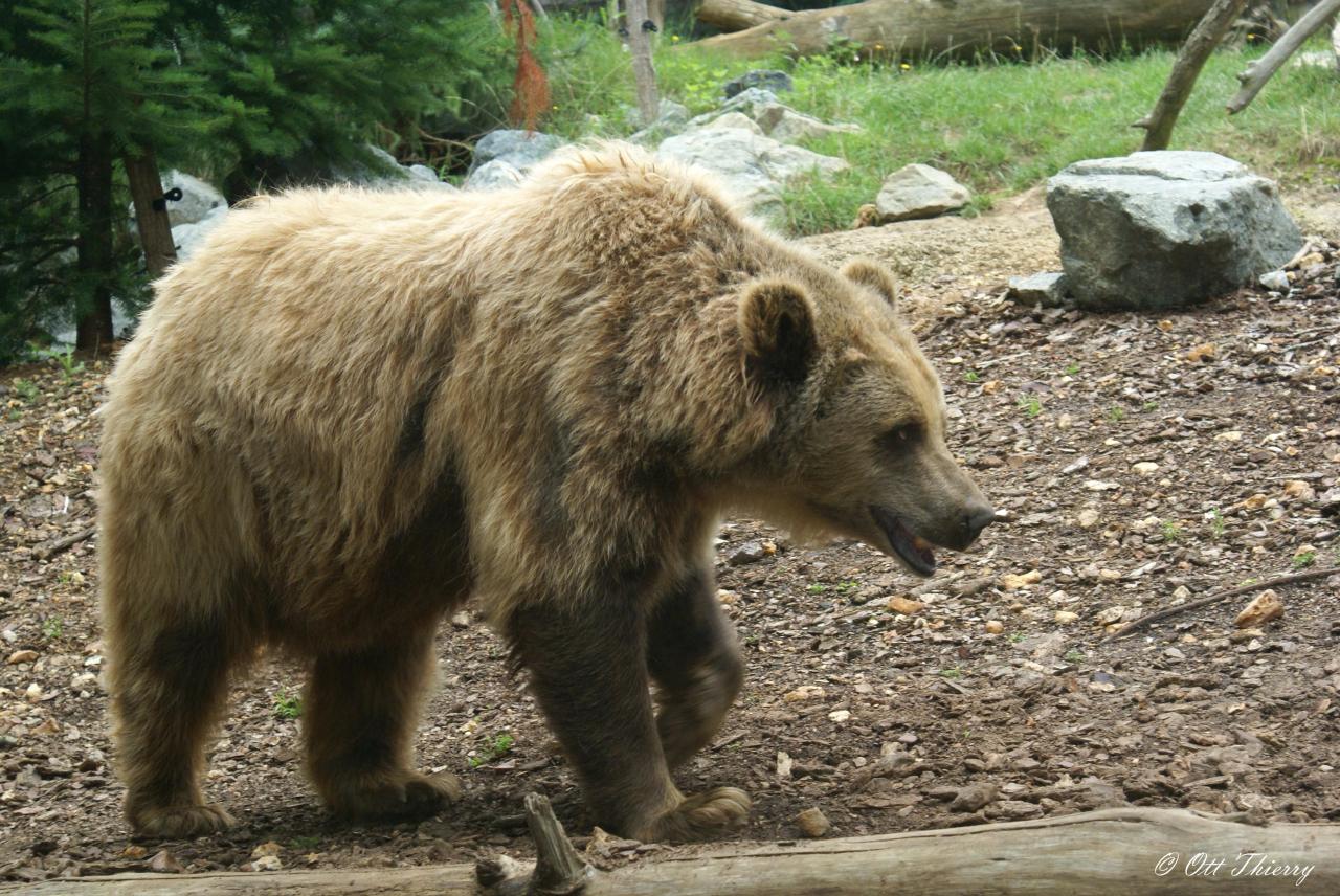 Grizzli ( Ursus arctos horribilis )