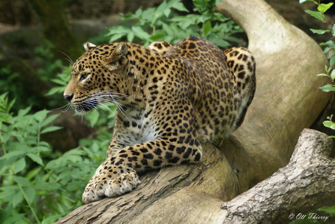 Léopard de Ceylan ou Léopard du Sri-Lanka ( Panhera pardus kotiya )