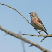 Linotte Mélodieuse ( Carduelis cannabina )