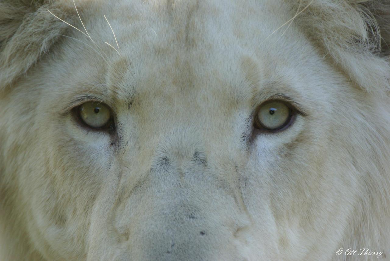 Lion Blanc ( Panthera leo )
