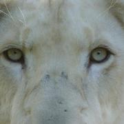 Lion Blanc ( Panthera leo )