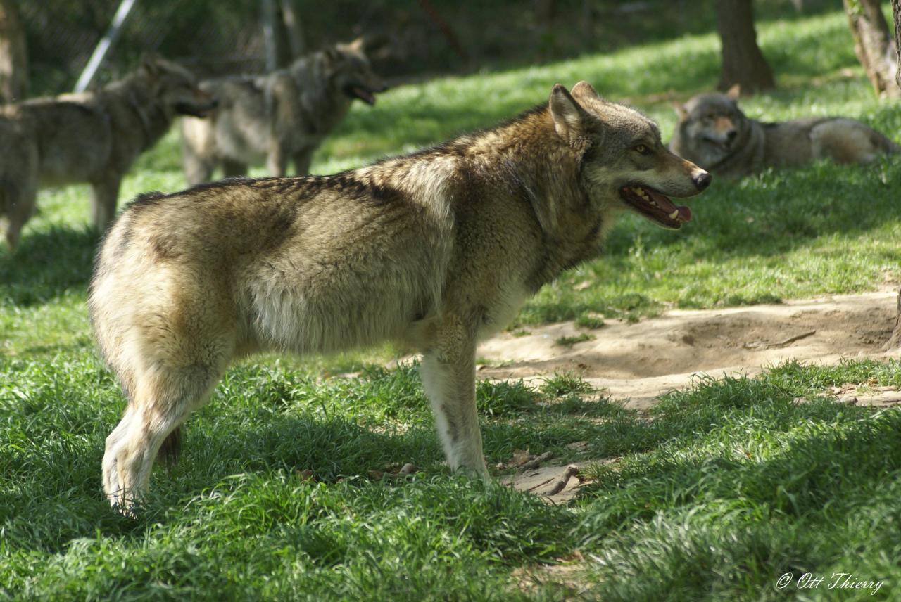 Loup Gris ou Loup d'Europe ( Canis lupus lupus )