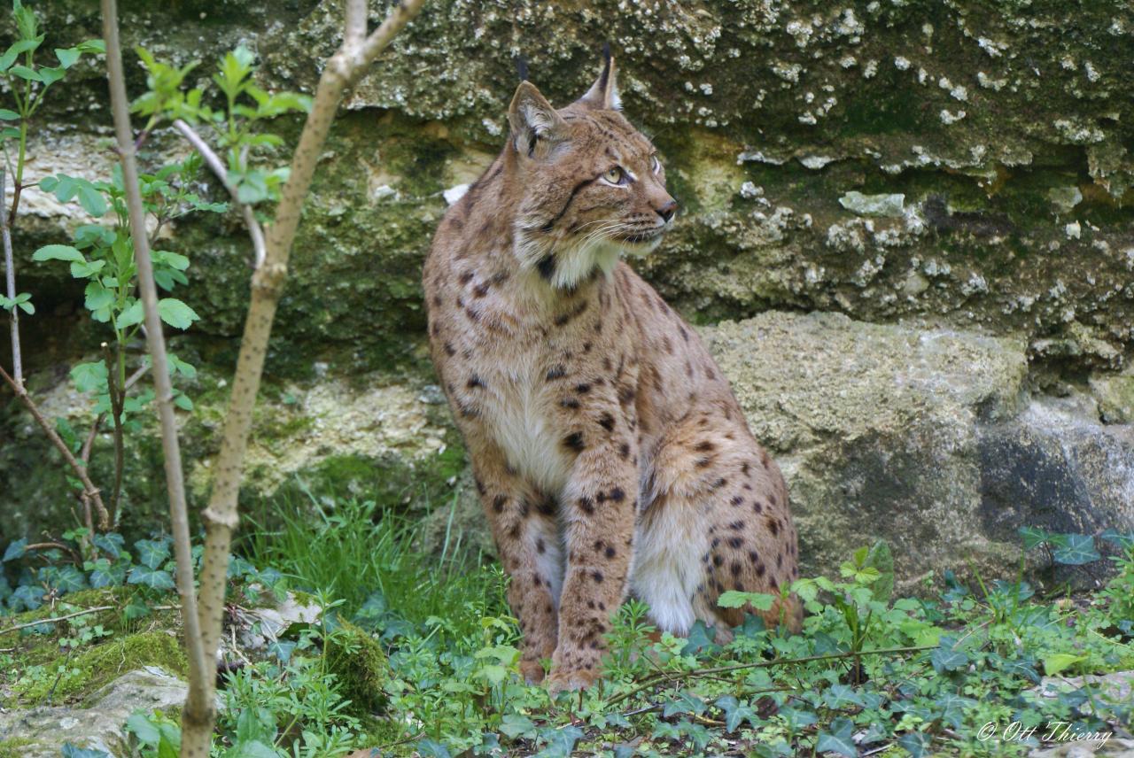 Lynx d'Europe ou Lynx Boréal ( Lynx lynx )