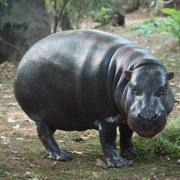 Hippopotame Nain ou Hippopotame Pygmée ( Hexaprotodon liberiensis )