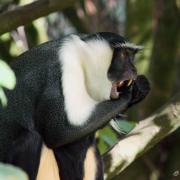 Cercopithèque Diane de Rolloway  ( Cercopithecus diana )