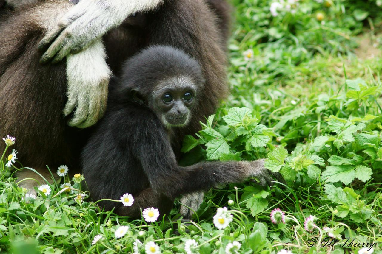Gibbon à Mains Blanches  ( Hylobates lar )
