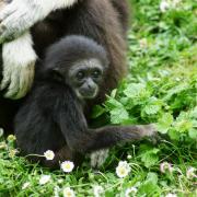 Gibbon à Mains Blanches  ( Hylobates lar )