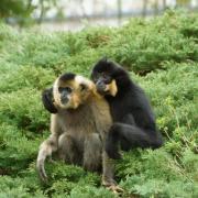 Gibbon à Favoris Roux ( Hylobates concolor gabriellae )