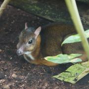 Cerf-Souris ou Chevrotain Malais ( Tragulus javanicus )