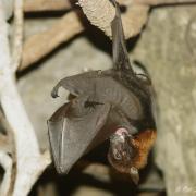 Roussette de Lyle ou Renard Volant du Vietnam ( Pteropus lylei )