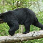 Ours à Lunettes ( Tremarctos ornatus )