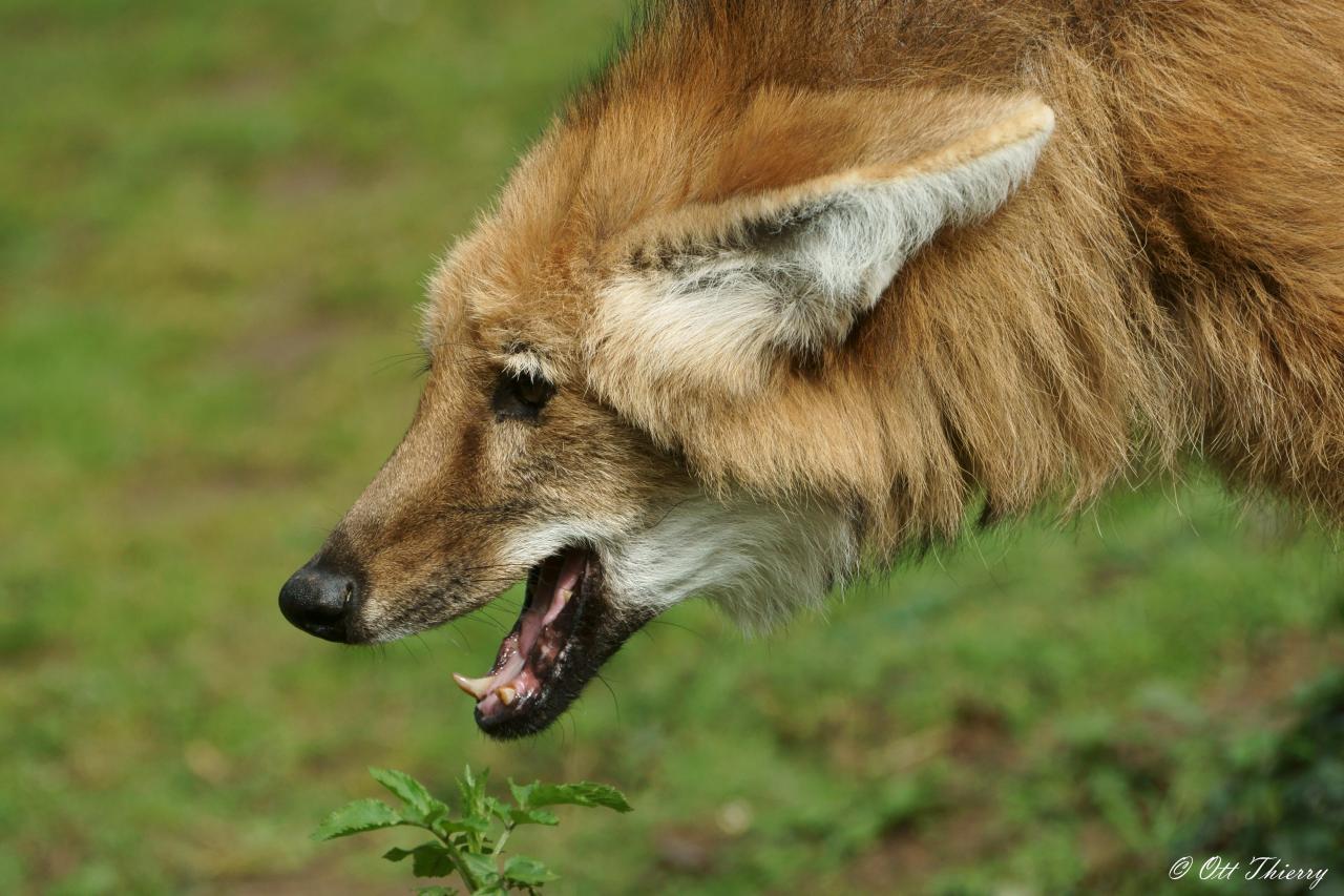 Loup à Crinière ( Chrysocyon brachyurus )
