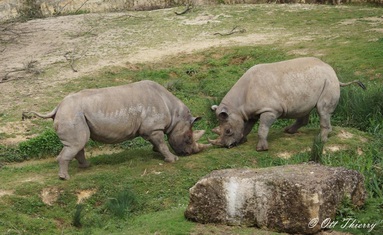 Rhinocéros Noir ( Diceros bicornis )