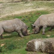 Rhinocéros Noir ( Diceros bicornis )