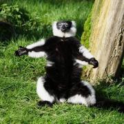 Maki Vari à Ceinture Blanche ( Varecia variegata subcincta )