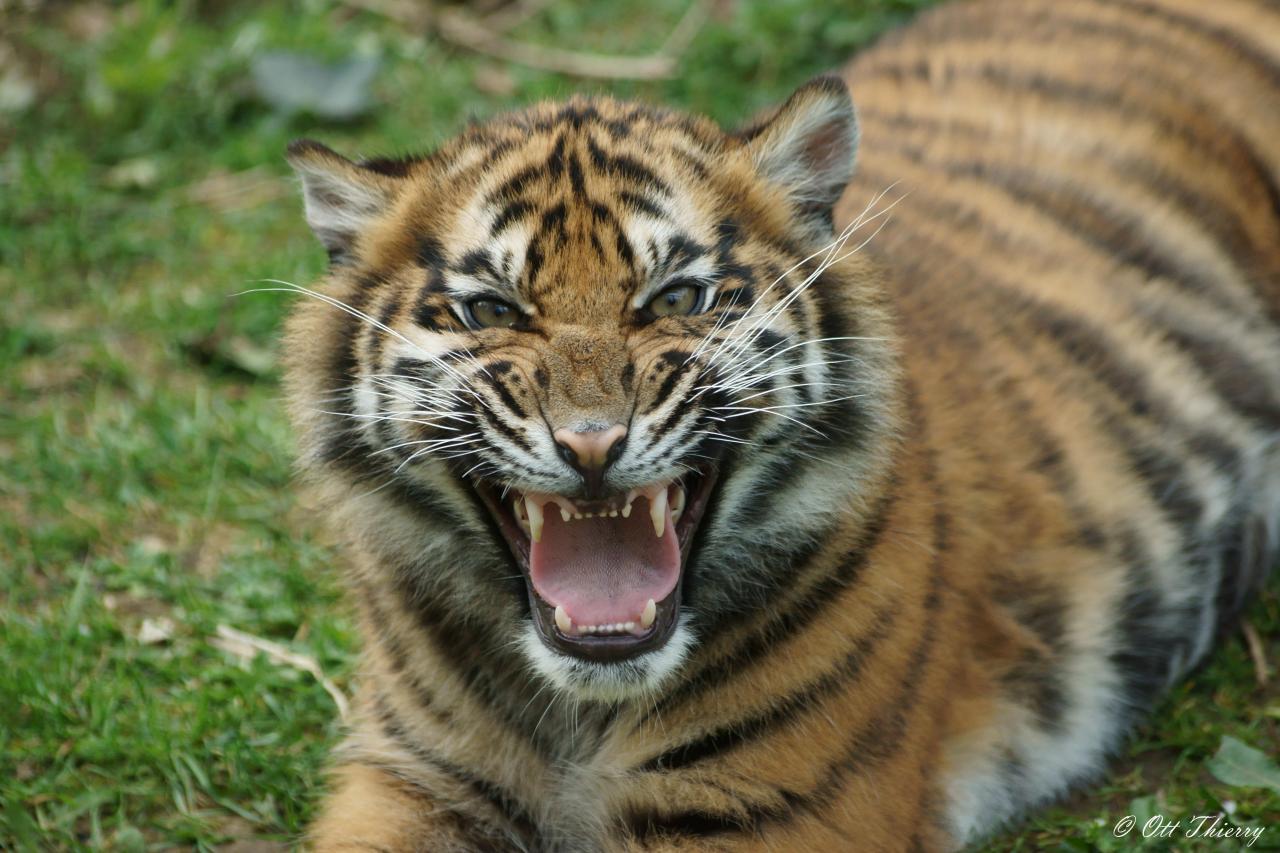 Tigre de Sumatra ( Panthera tigris sumatrae )