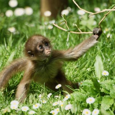 Mammifères d'ailleurs