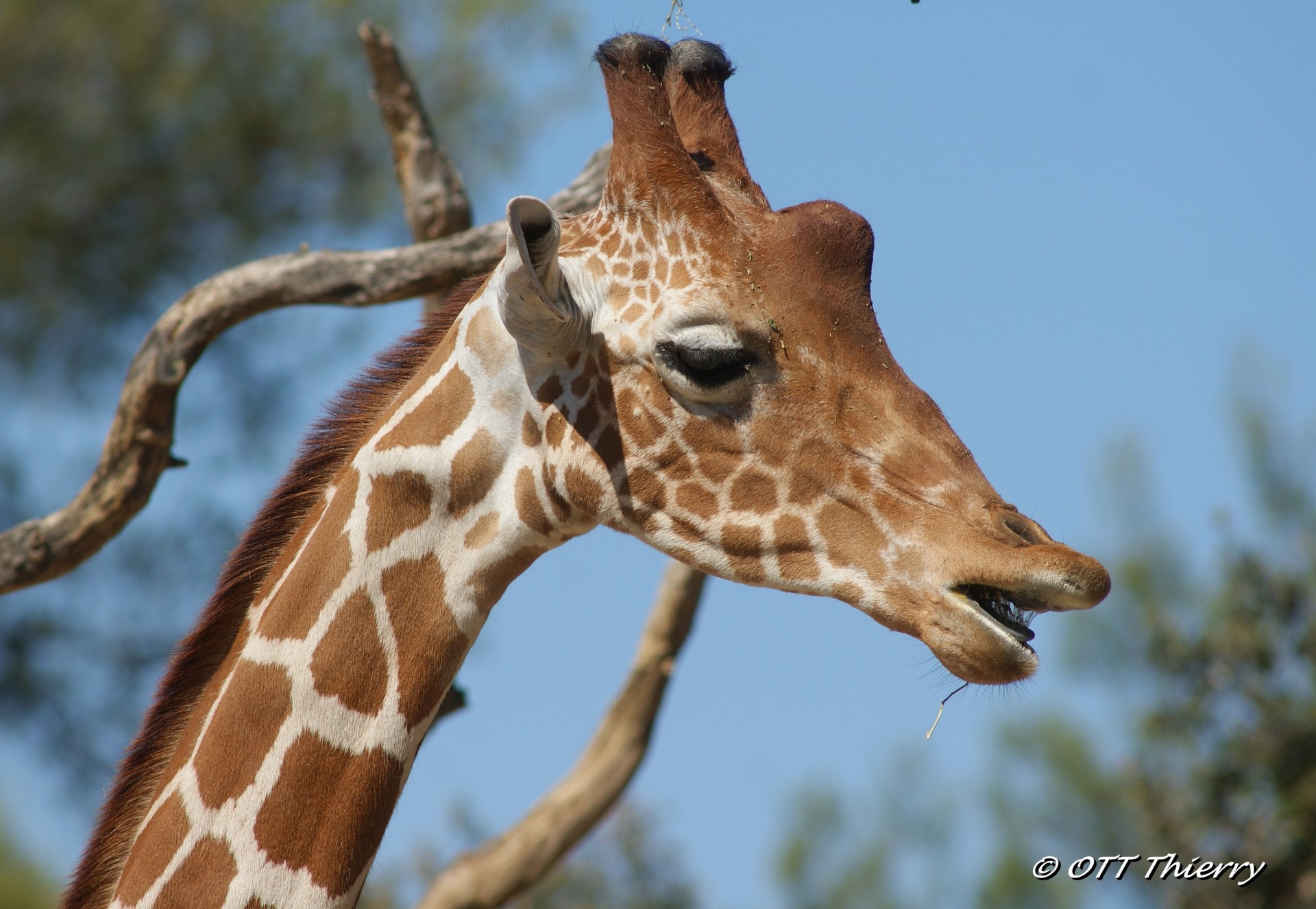 Girafe du Kordofan ou du Soudan ( Giraffa camelopardalis antiquorum )