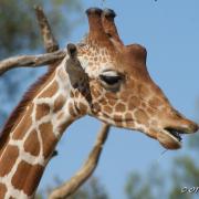 Girafe du Kordofan ou du Soudan ( Giraffa camelopardalis antiquorum )