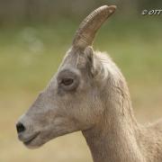 Mouflon de Californie ( Ovis canadensis Californie )