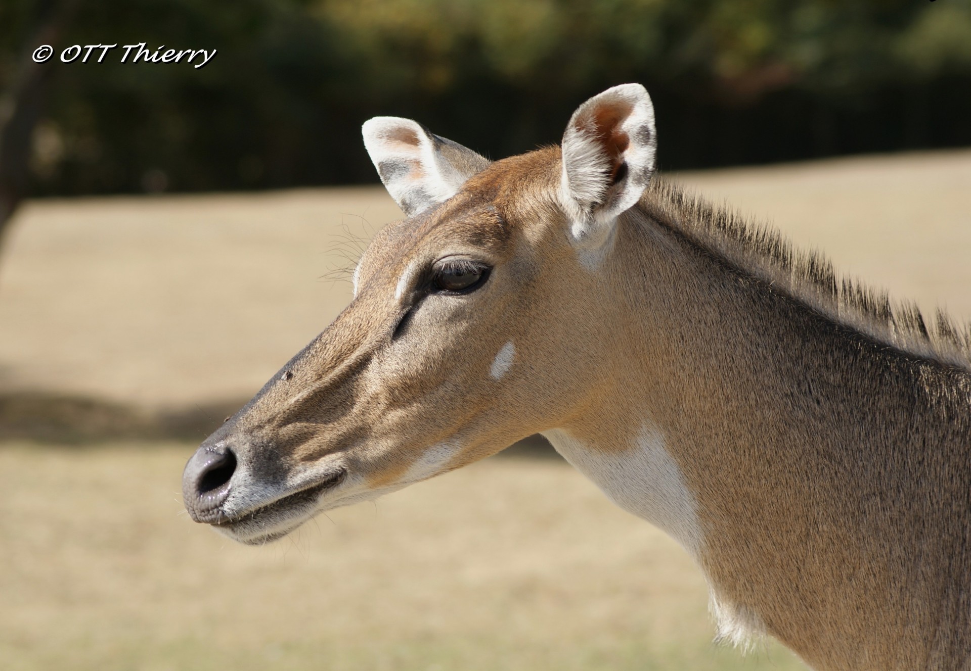 Antilope Nilgaut ( Boselaphus tragocamelus )