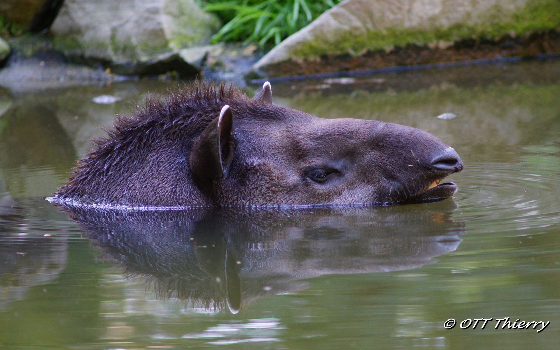 Tapir du Brésil ( Tapirus terrestris )