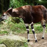Okapi ( Okapia johnstoni )