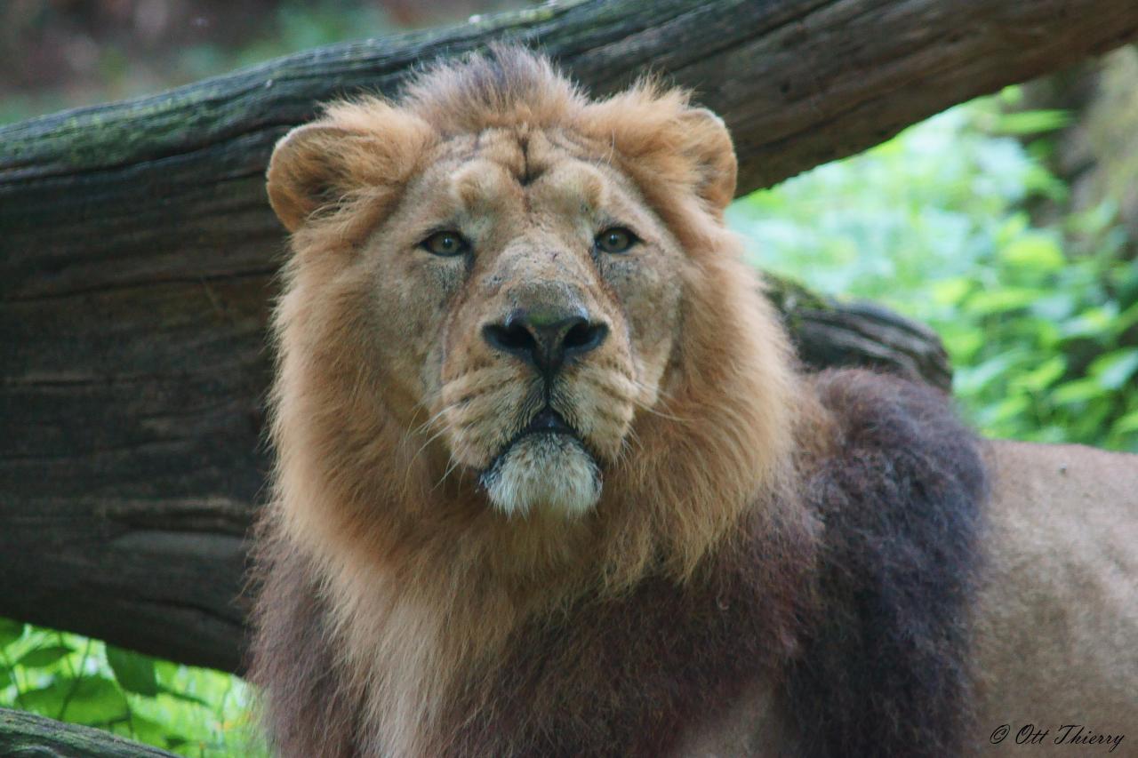 Lion d'Asie ( Panthera leo persica )