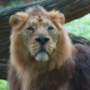 Lion d'Asie ( Panthera leo persica )