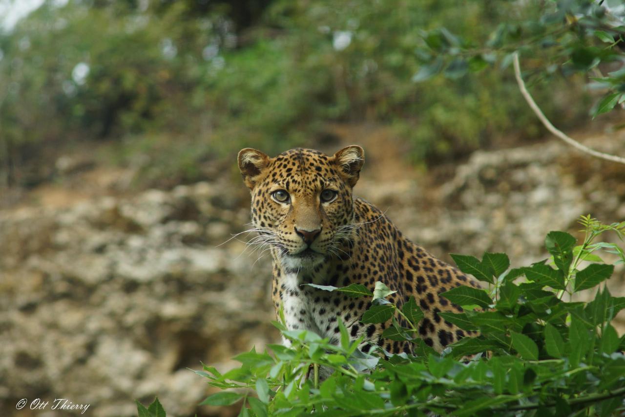 Léopard ou Panthère de Java ( Panthera pardus melas )