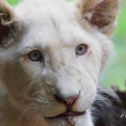 Lion Blanc ( Panthera leo krugeri  )