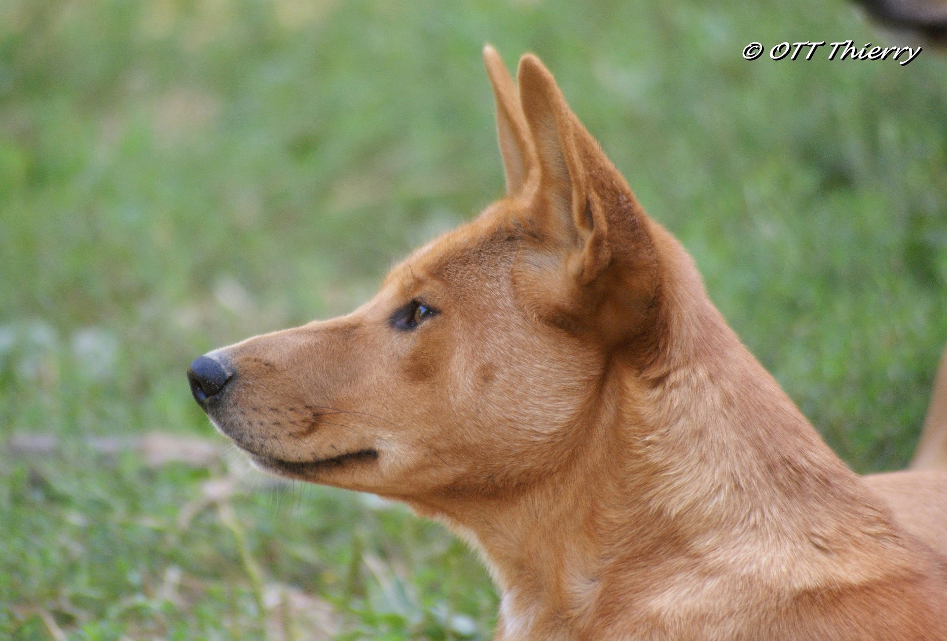 Dingo ( Canis lupus dingo )