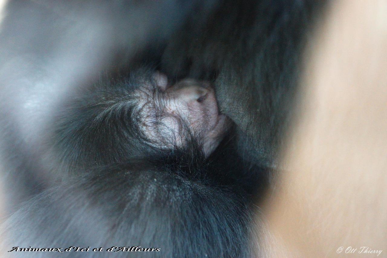 Gibbon Siamang (Hylobates syndactylus )