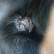 Gibbon Siamang (Hylobates syndactylus )