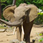 Eléphant d’Afrique ( Loxodonta africana )