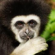Gibbon à mains blanches (Hylobates lar )