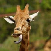 Girafe Peralta du Niger ( Giraffa camelopardalis peralta )