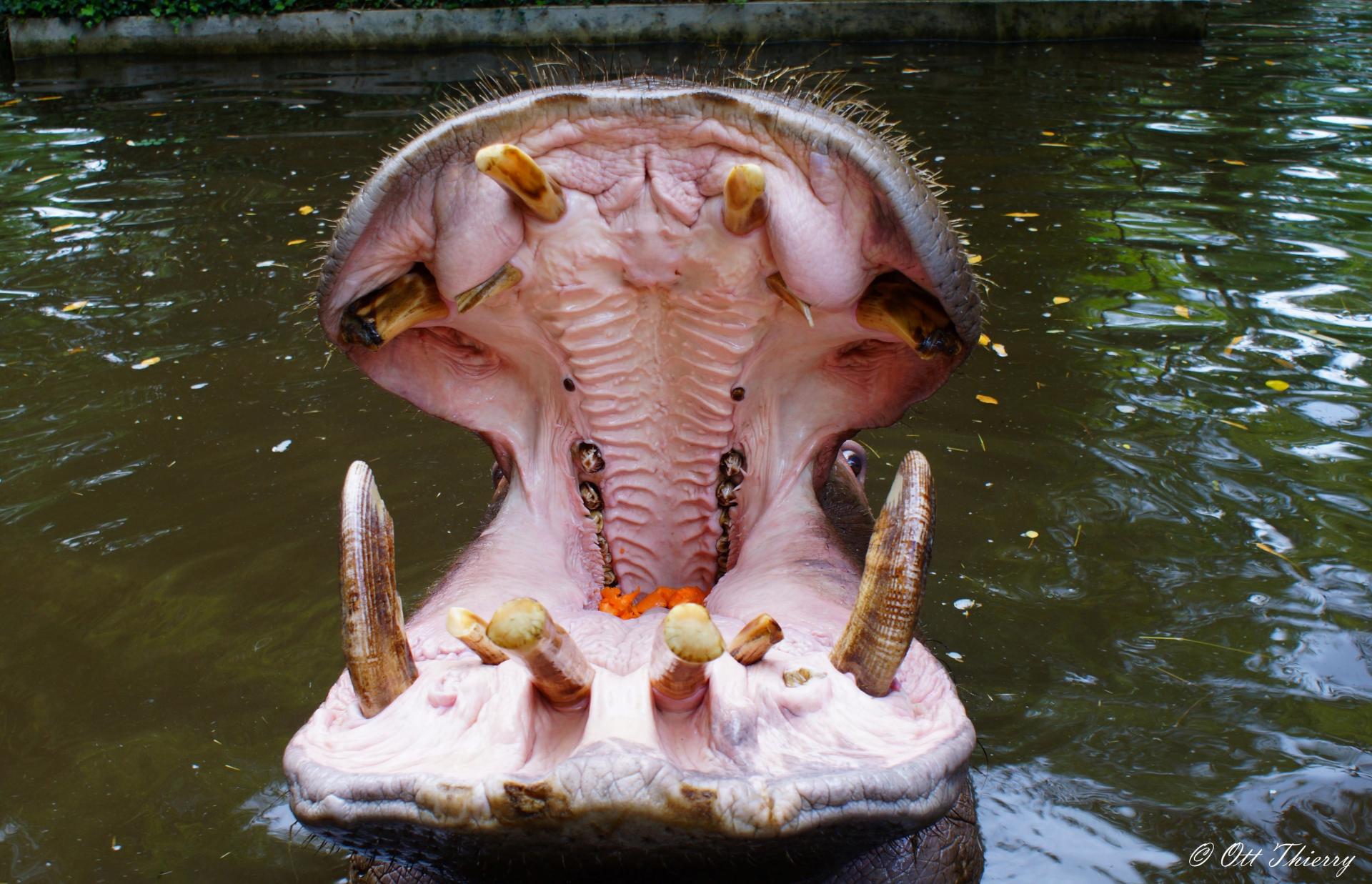 Hippopotame Amphibie ( Hippopotamus amphibius )